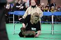 Crufts2011_2 718